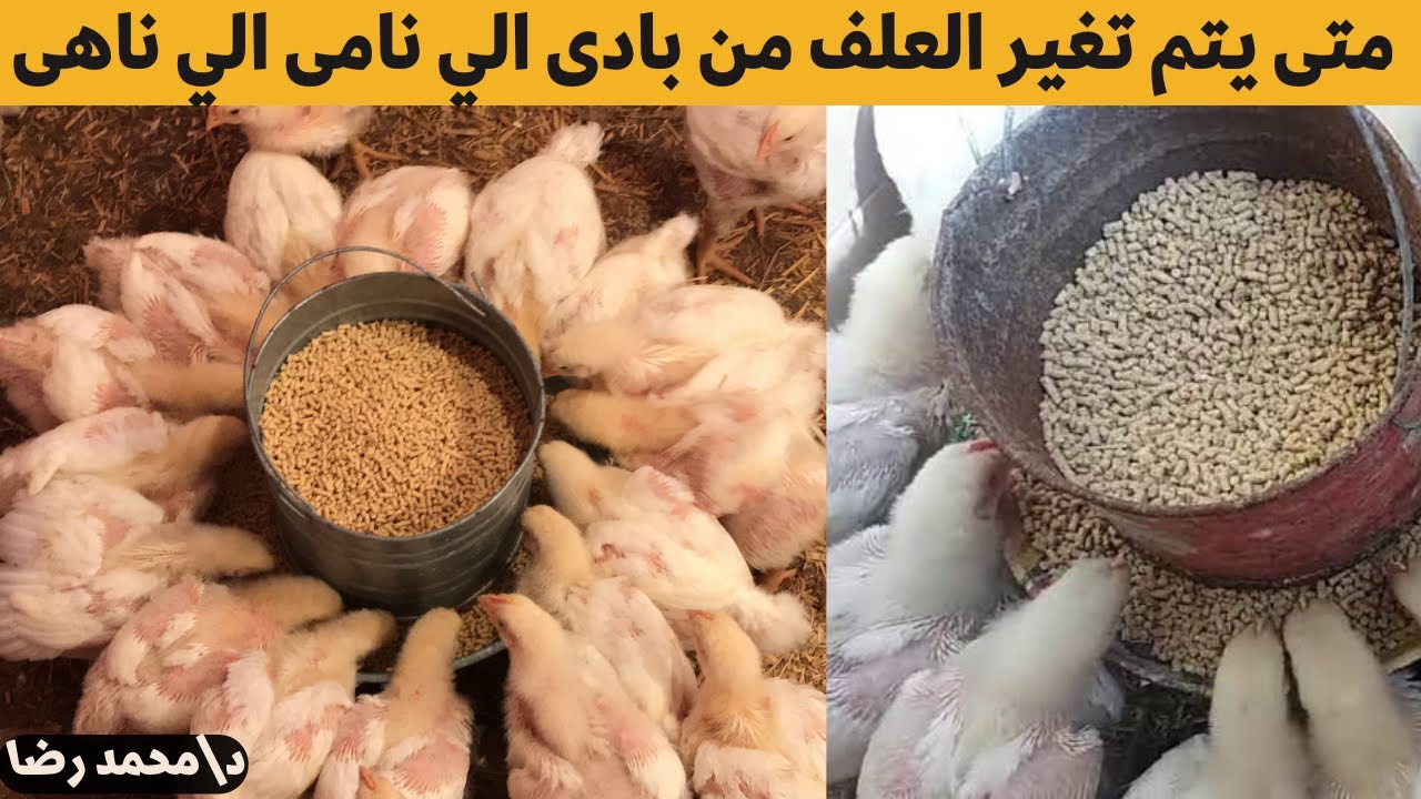 وقت تغير العلف للفراخ البيضاء من بادي الي نامي الي ناهي مع دكتور