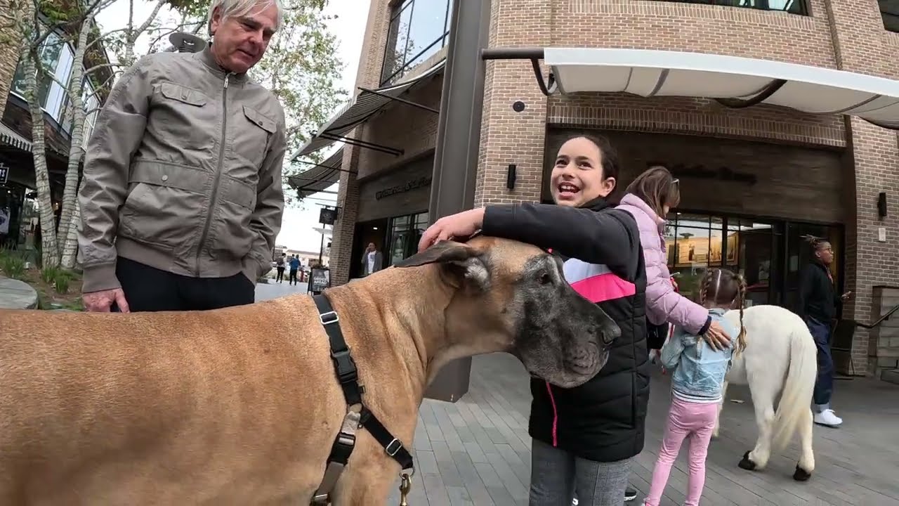 Cash 2.0 Great Dane at the Westfield outdoor mall 27