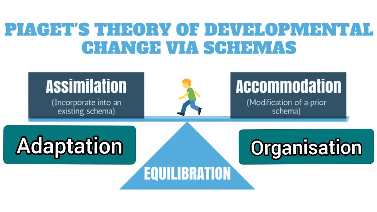 Components of Jean Piaget's Theory | Piaget's Theory of Development Change via Schemas