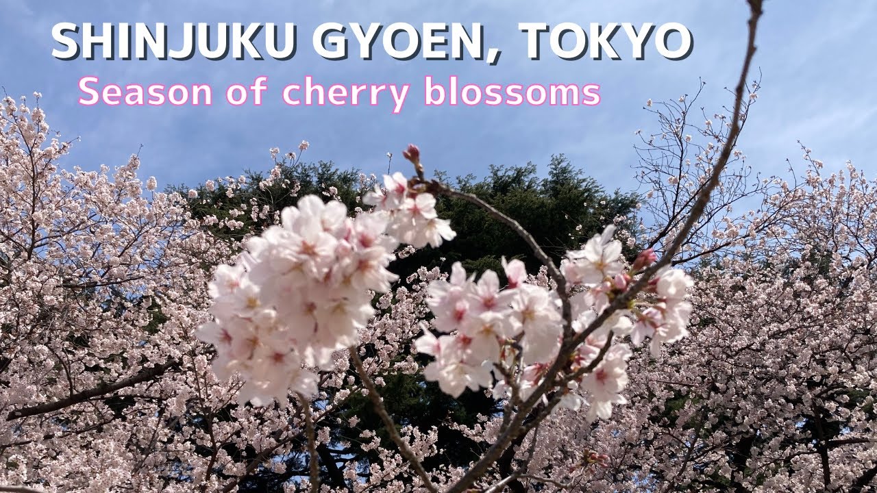 Shinjuku Gyoen, Cherry-blossom viewing, Tokyo Japan