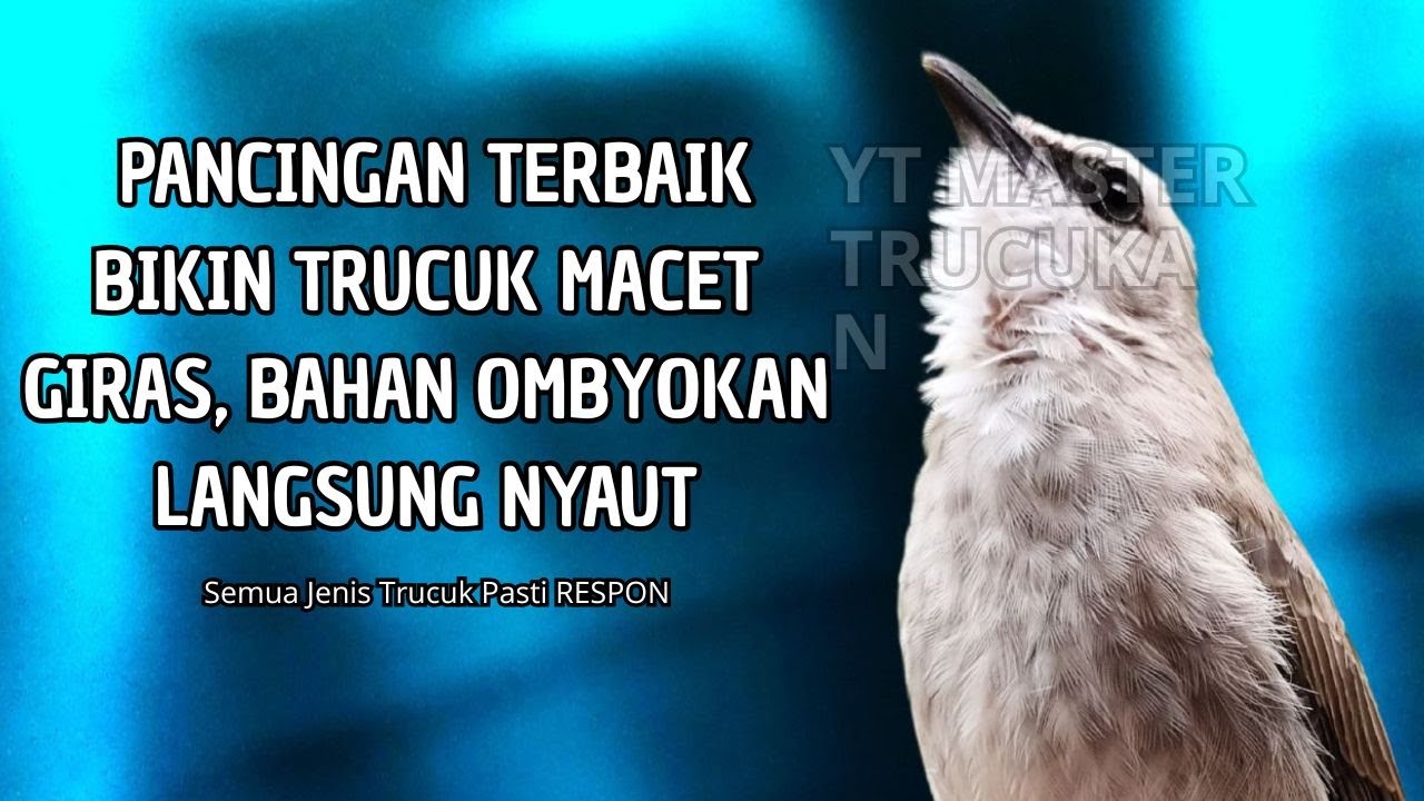 Trucukan GACOR ngalas ROPEL PANJANG suara alam AMPUH buat pancingan jadikan trucuk Gacor GARUDA