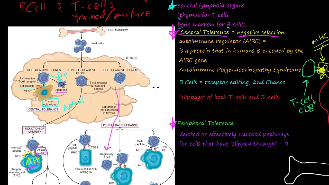 85P  Self-Tolerance, how T-Cells and B-Cells mature, Central Tolerance, Immunological tolerance