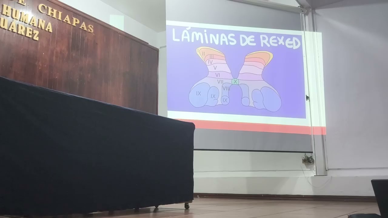 Ultima clase de neuroanato 