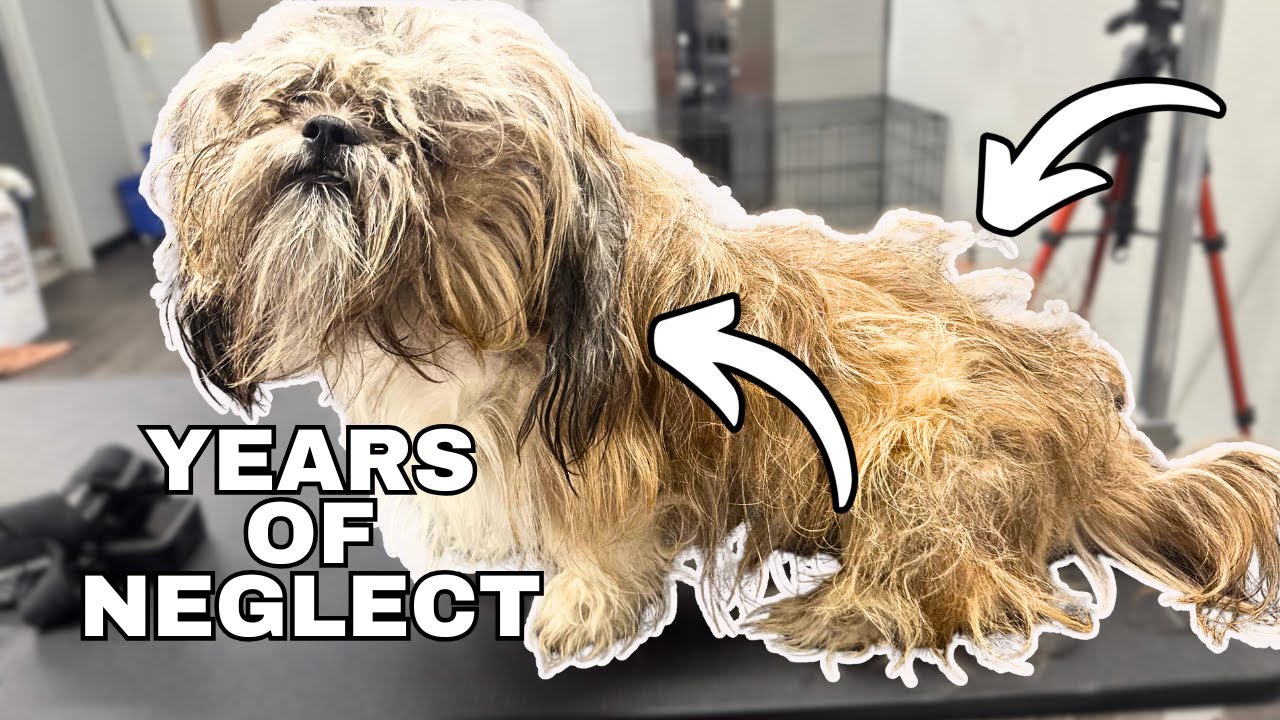 Matted for YEARS...I Couldn't Believe This Coat!