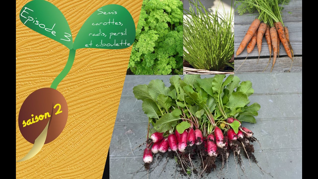 🌱S2 - Episode 3 : Semis carottes, radis, persil et ciboulette + tour du potager🥕