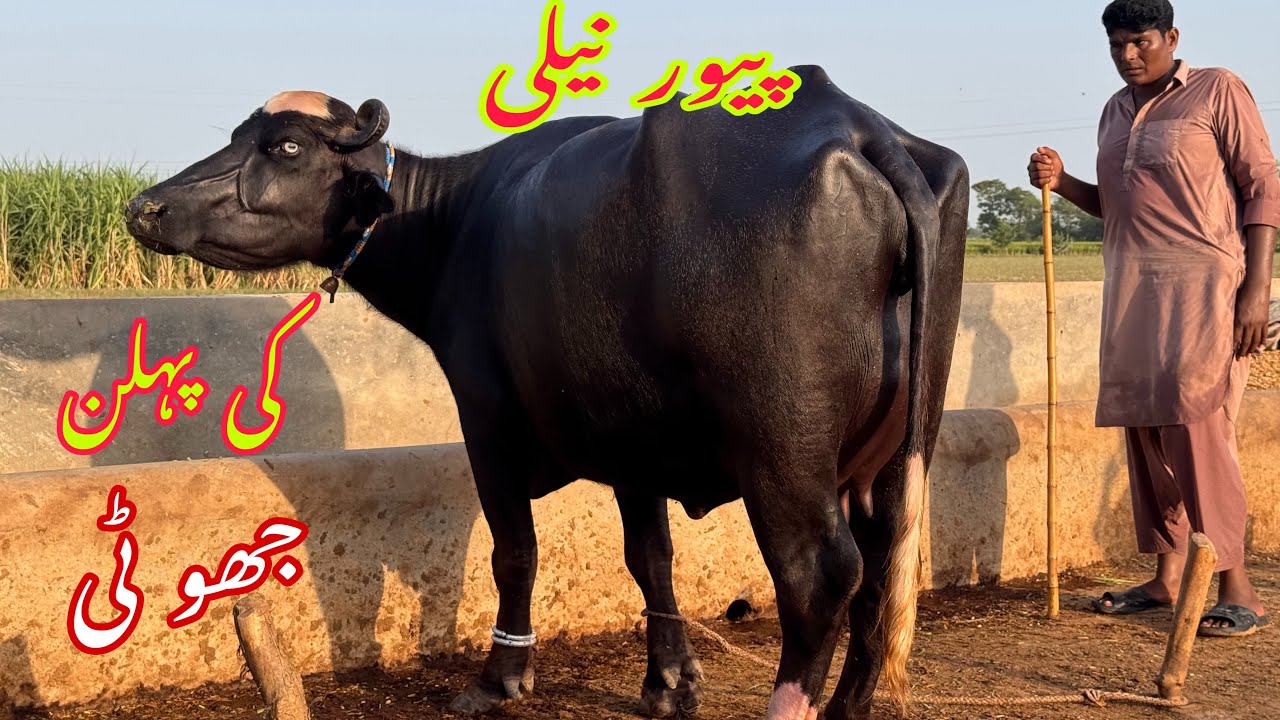 پیور نیلی کی پہلن جھو ٹی دودھ 12 لیٹر  pure Nilli high milking buffalo for sale in Punjab Pakistan 