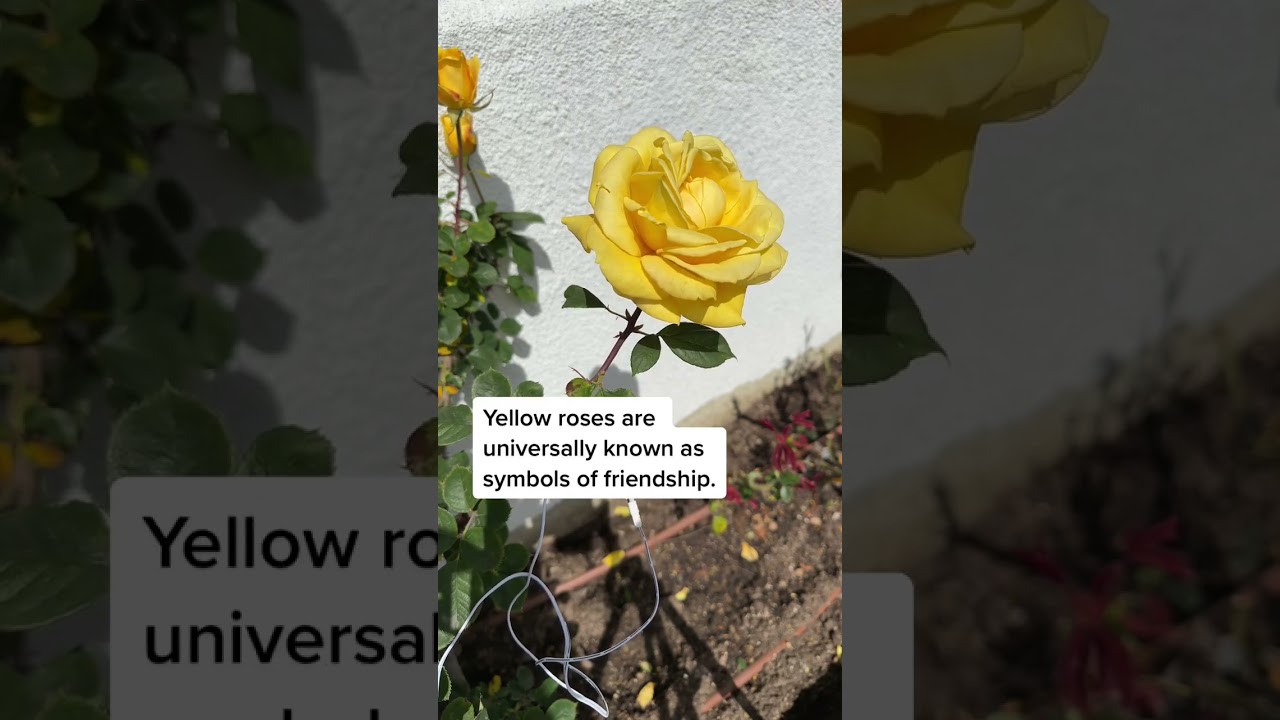Yellow roses are universally known as symbols of friendship