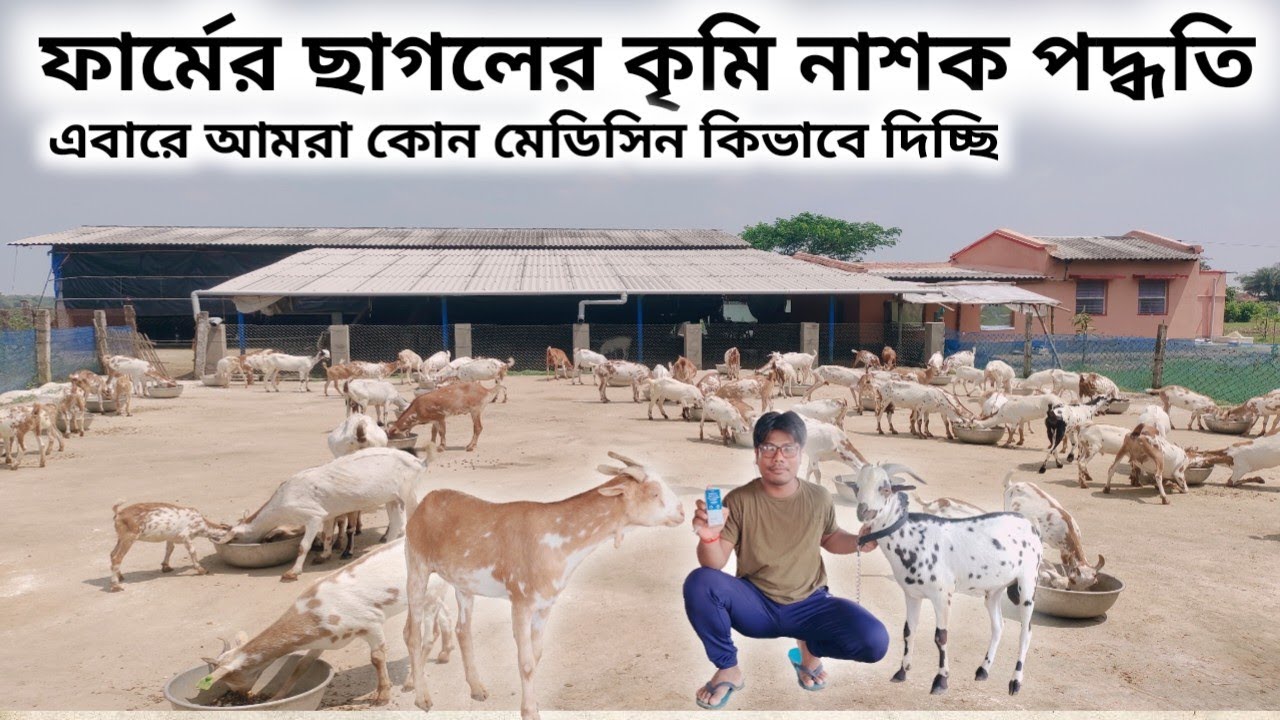 DAKUA GOATFARM এ ছাগল কে কৃমিনাশক প্রয়োগ পদ্ধতি || Best deworming method for goats