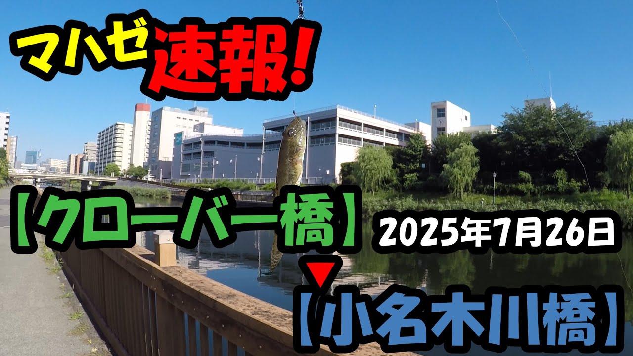 【ハゼ釣り】釣り部!#81 マハゼ速報!クローバー橋から小名木川橋【2025年7月26日】