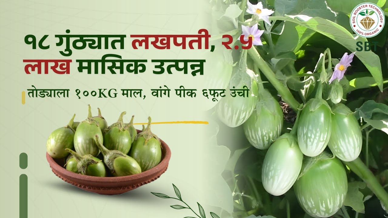 वांगे पीक ६फूट उंची,मजबूत खोड|१८ गुंठ्यात लखपती|२.५ लाख मासिक उत्पन्न| SBTचा वापर तोड्याला १००Kg माल