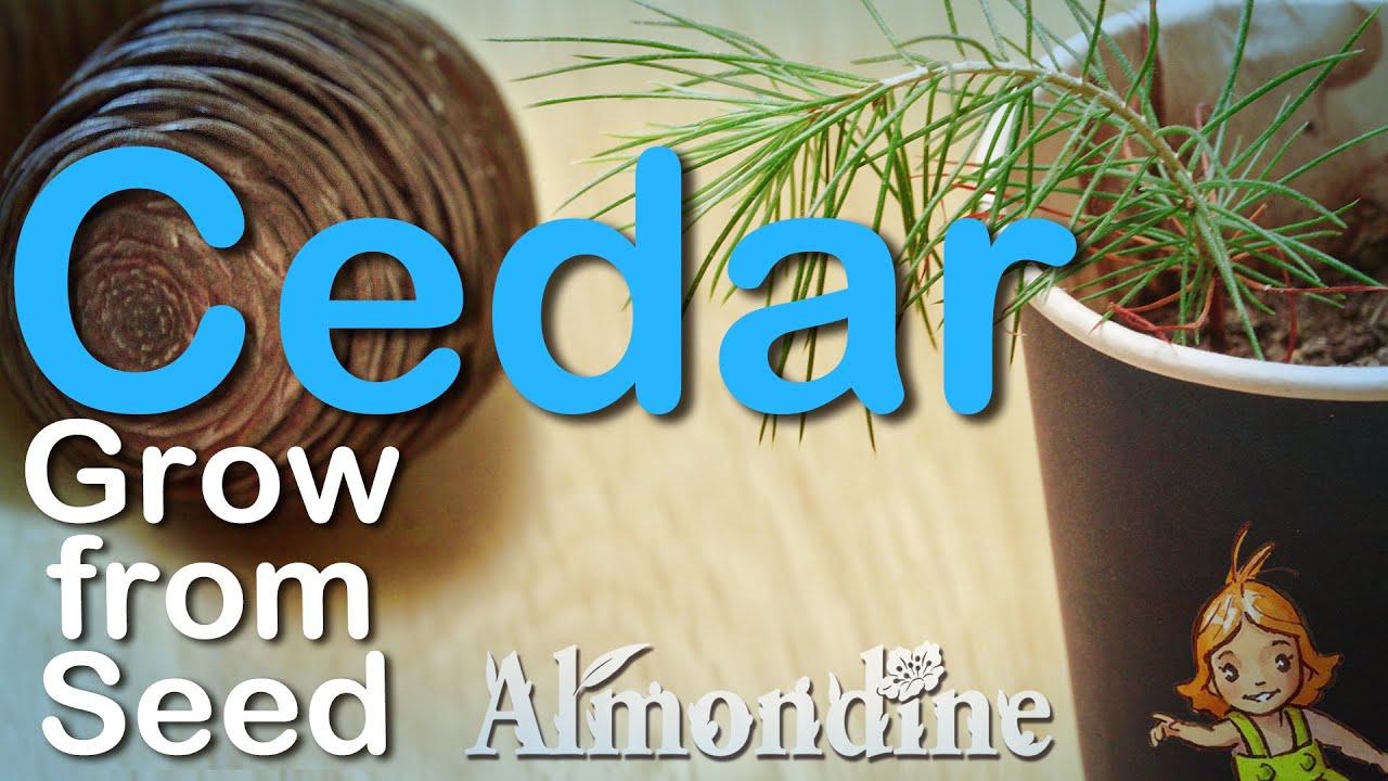 Grow CEDAR from Seed  |  Almondine