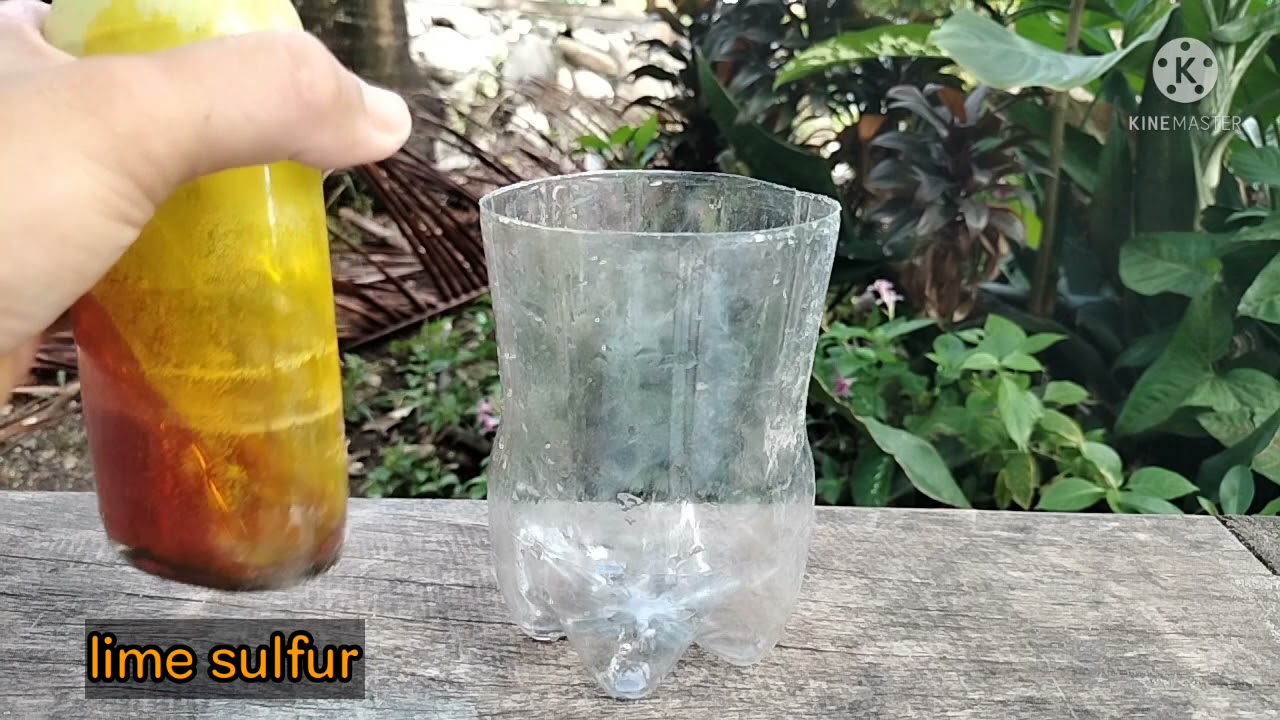 HOW TO APPLY LIME SULFUR TO OUR BONSAI