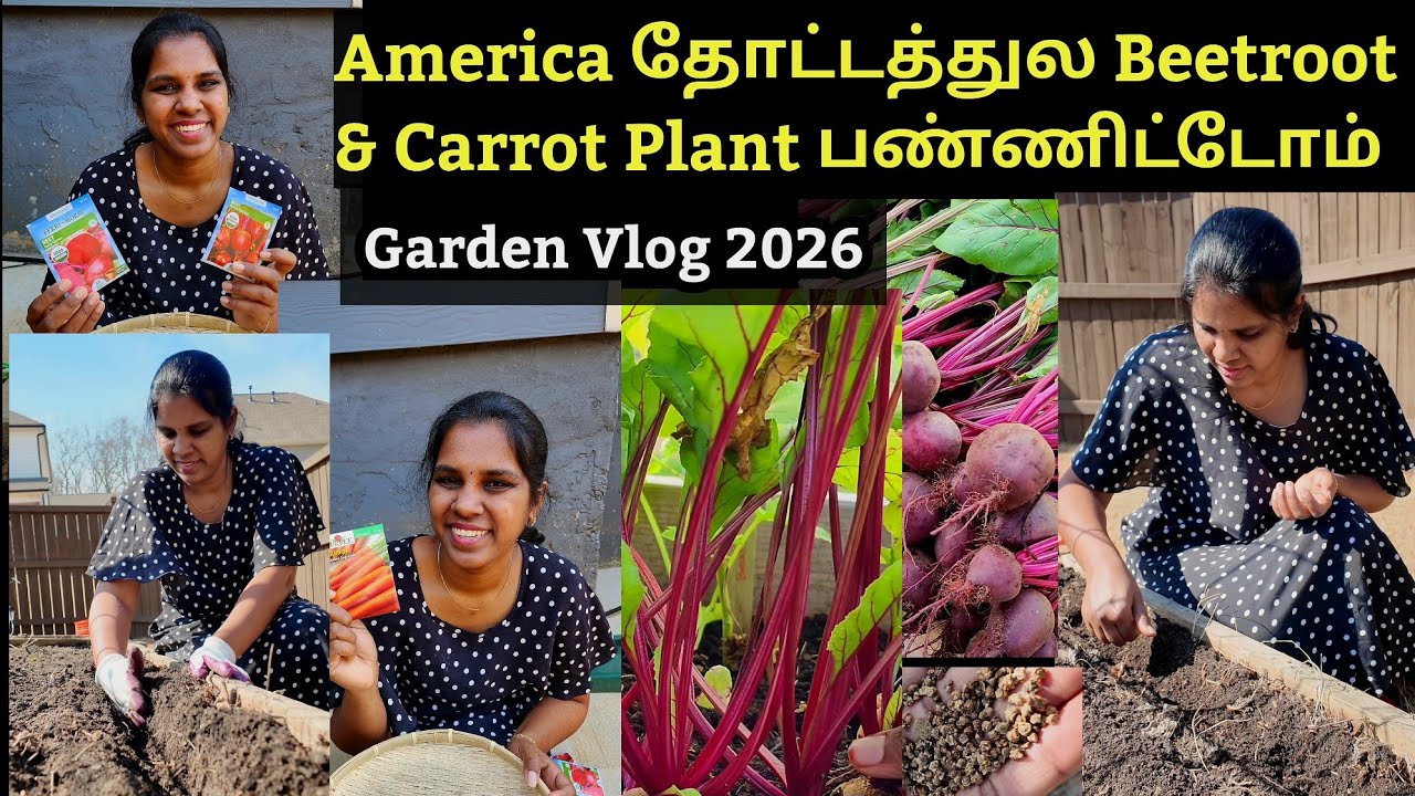 தோட்டத்துல இந்த வருஷத்துக்கான Planting Start பண்ணிட்டோமுங்க | Beetroot and Carrot seed planting #usa