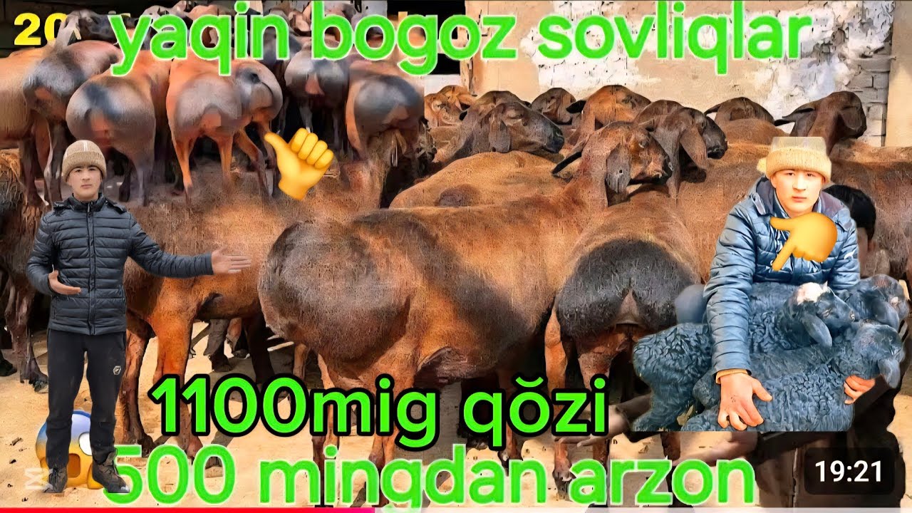 1100 migdan QŎZI NAQ BŎĞOZ EKAZAKCHI GEGAT SOVLIQ 500 MIG ARZON JUDAYAM  SHOSHILIG