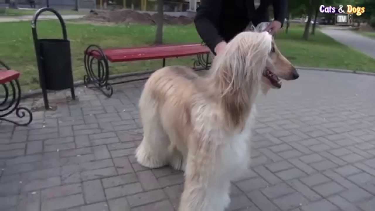 Cats&DogsTV - УДИВИТЕЛЬНЫЙ МИР СОБАК - АФГАНСКАЯ БОРЗАЯ / AFGHAN HOUND