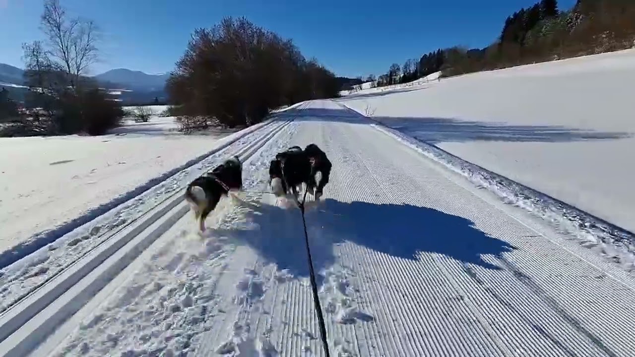 Border-Power Hoch 3 - Rasante Tretschlitten Fahrt bei Neuschnee und Kaiserwetter