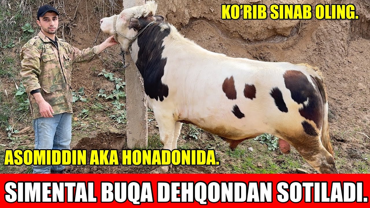 DEHQONDAN SIMENTAL BUQA SOTILADI.