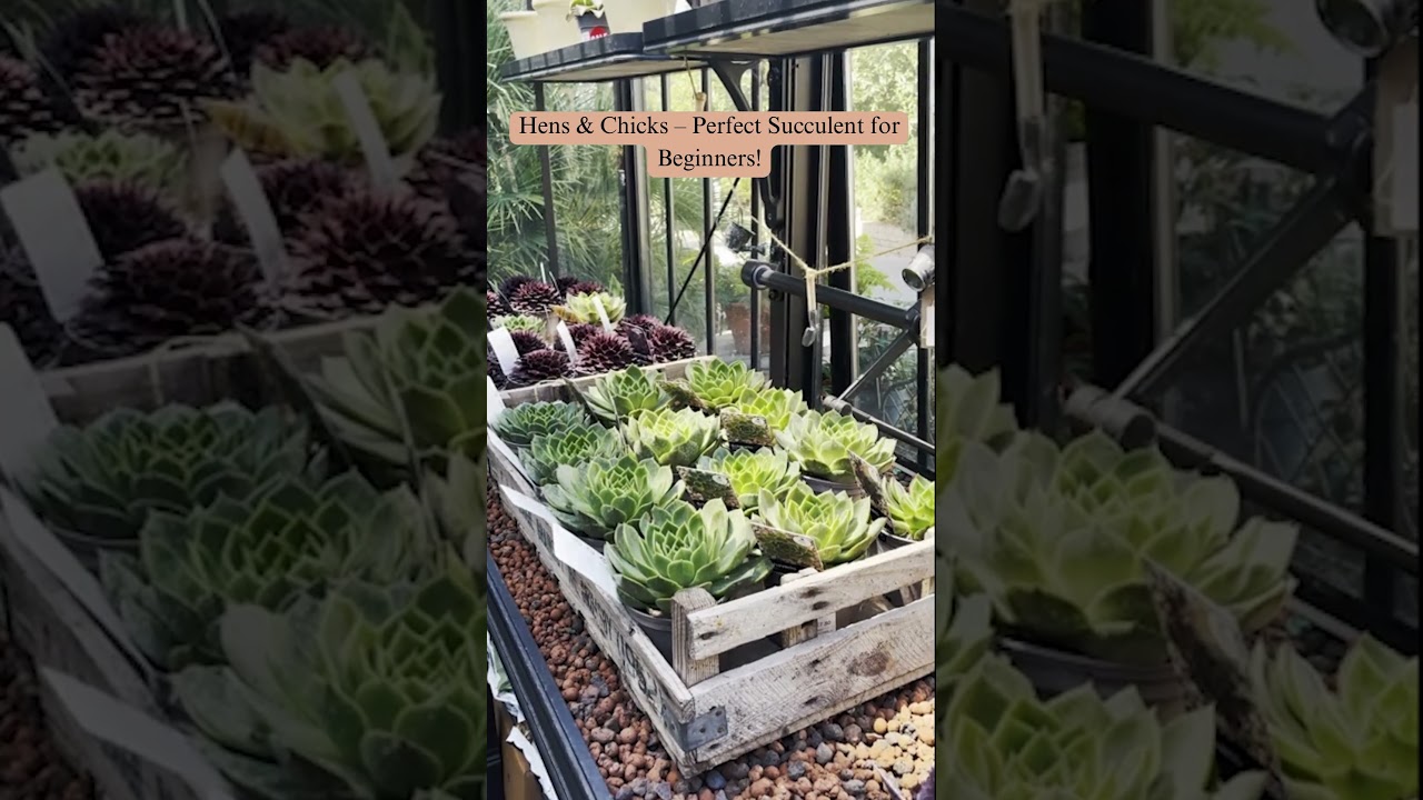 Meet My Gorgeous Hens and Chicks Collection | Sempervivum Succulents