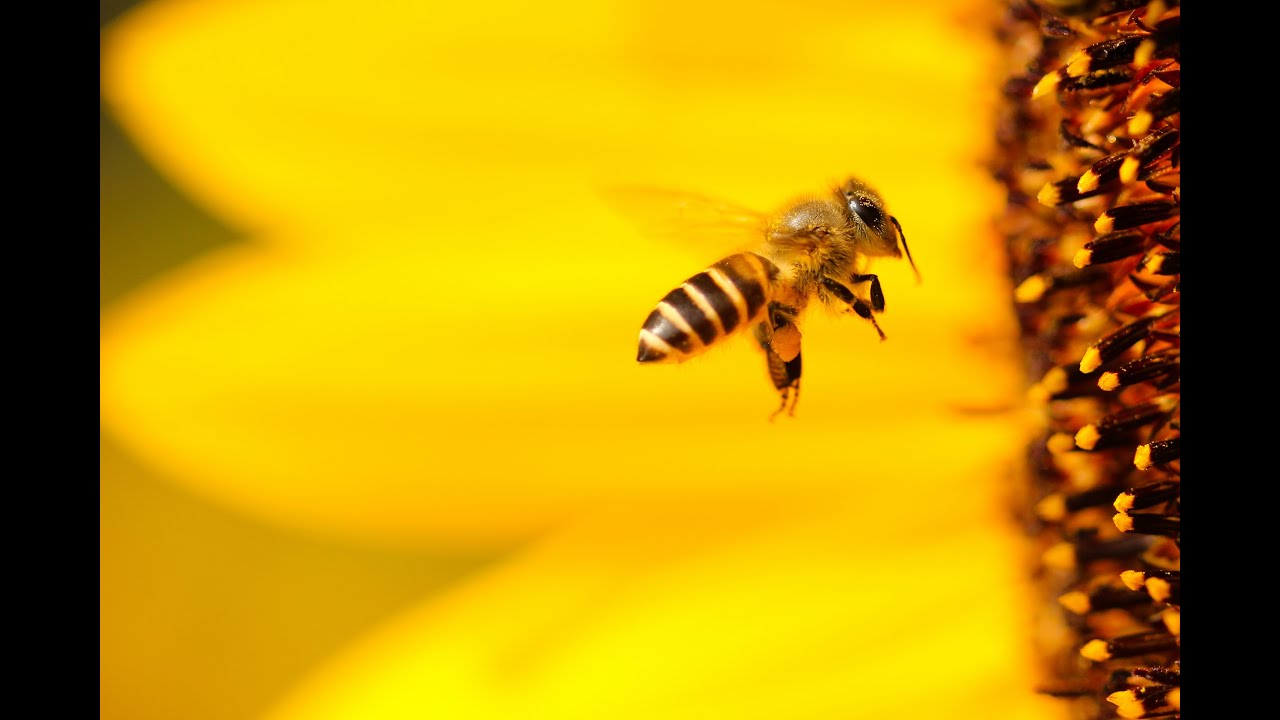 Las abejas, indispensables para la conservaci&oacute;n de ecosistemas