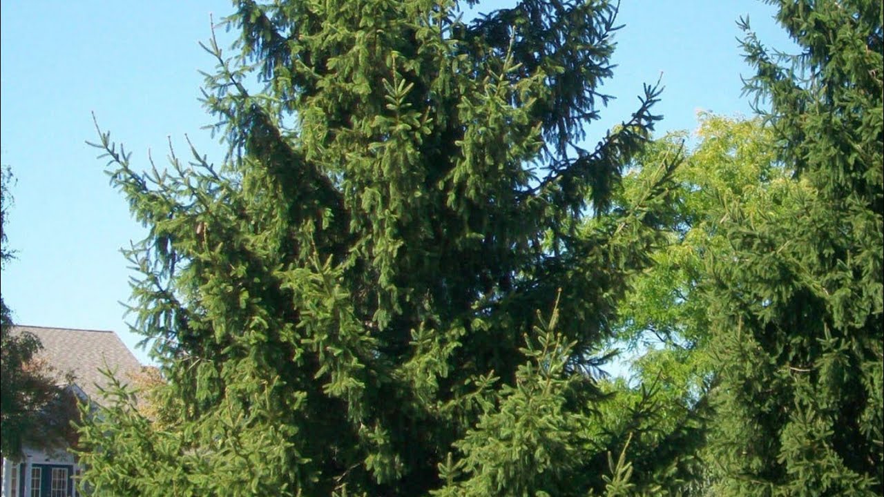Norway Spruce Growing Guide