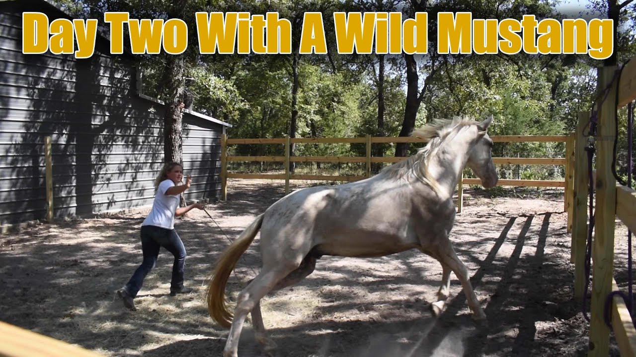 Day Two With A Wild Mustang | My New Project Horse
