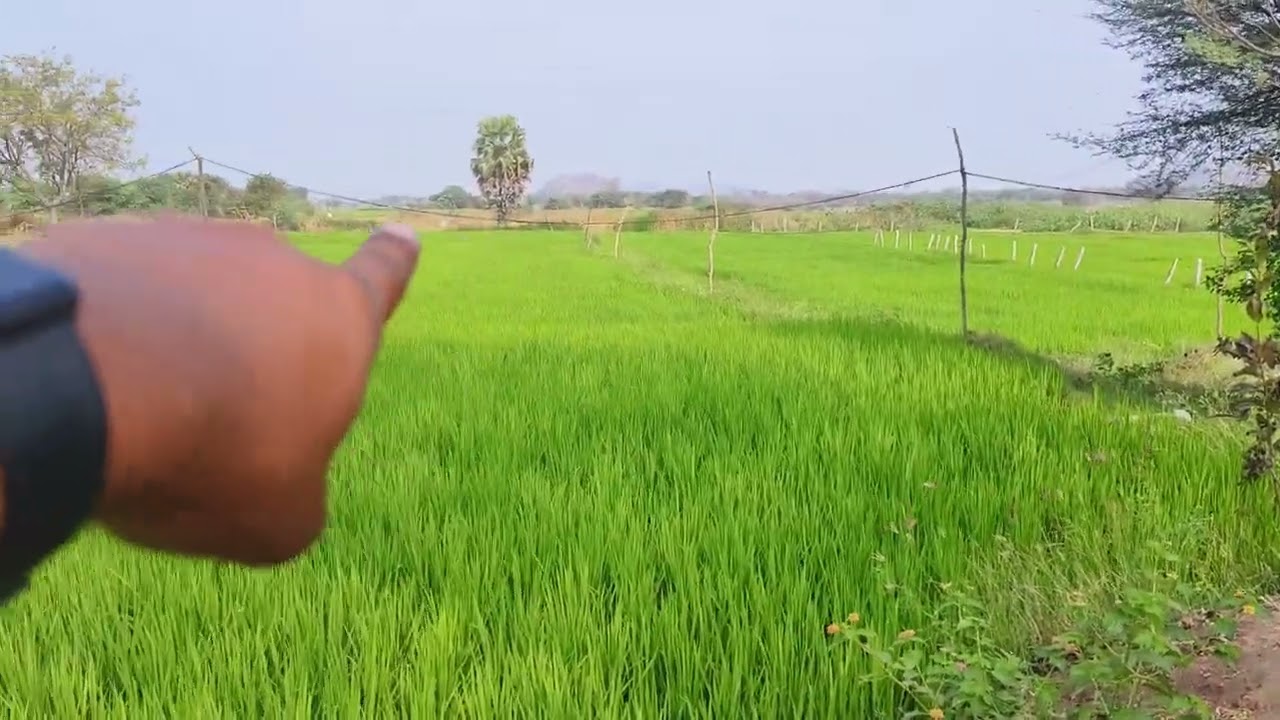 20 guntas 20lakhs NH 163 to 5km Jangaon district #property #agriculture #video #realestate