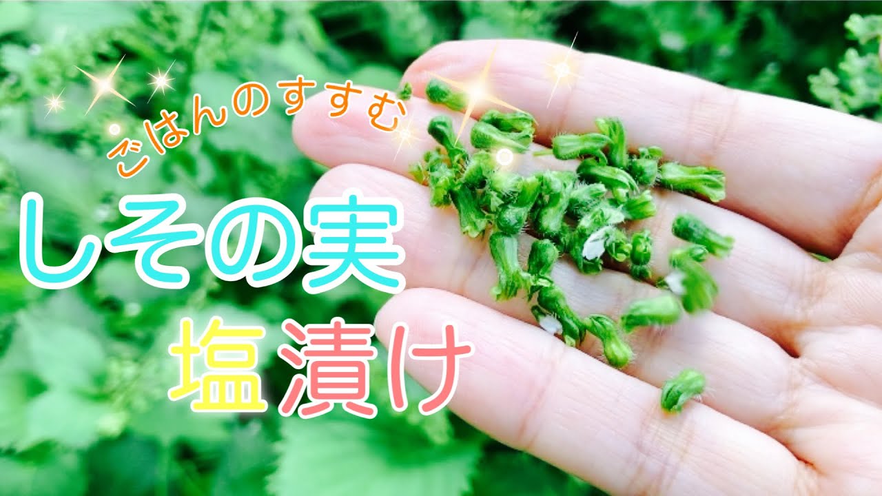 【しその実 塩漬け ごはんのお供に🍙✌️】#しその実