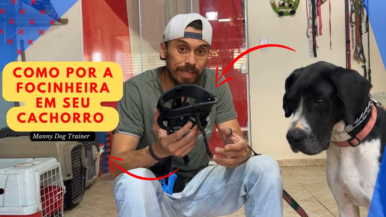 Dica rápida de inserção de focinheira. Coloque a focinheira no seu cachorro de forma segura!