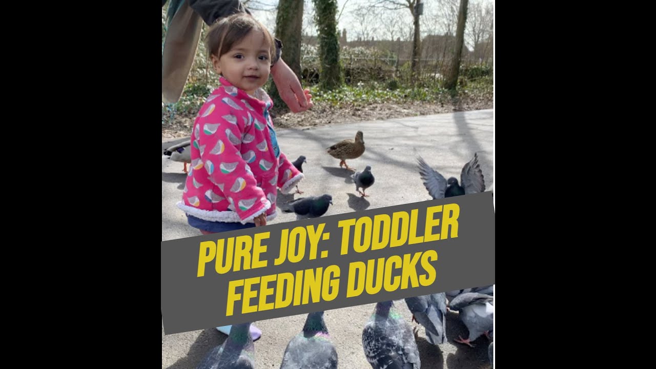 Feeding Ducks: A Fun and Educational Activity for Toddlers I Try this with your little one