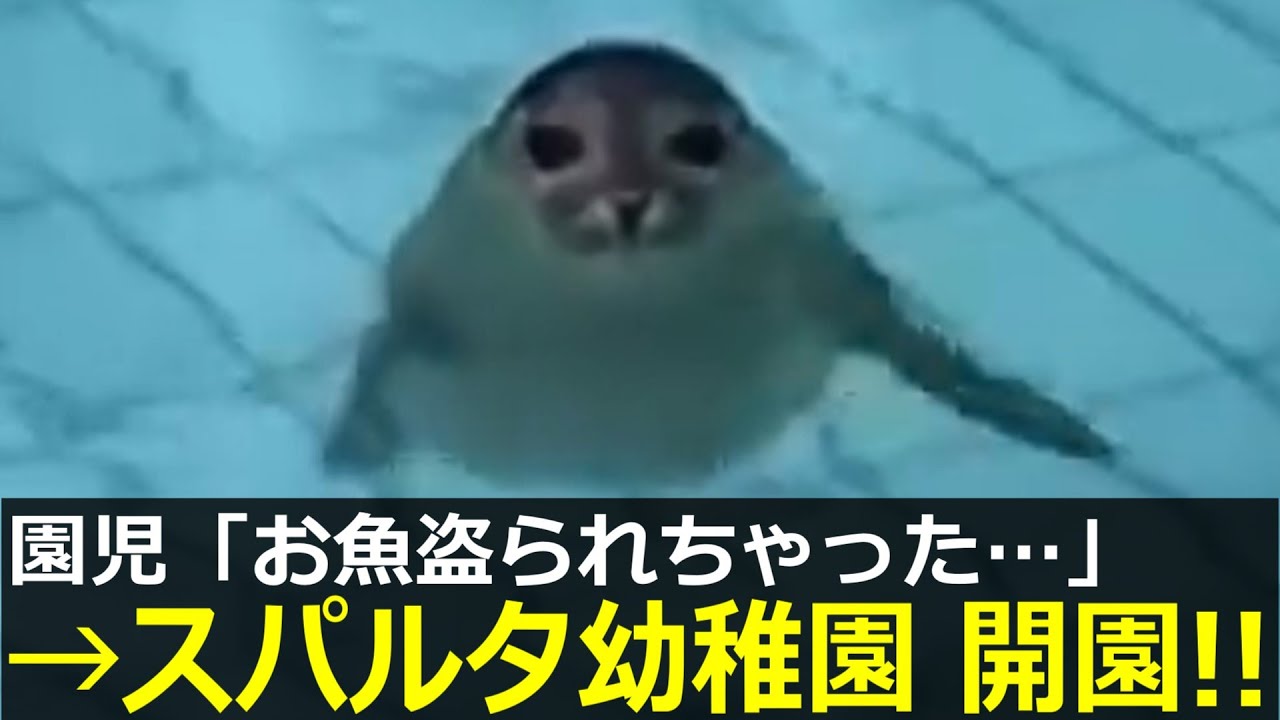 アザラシ幼稚園、園児にスパルタ教育を施してしまう