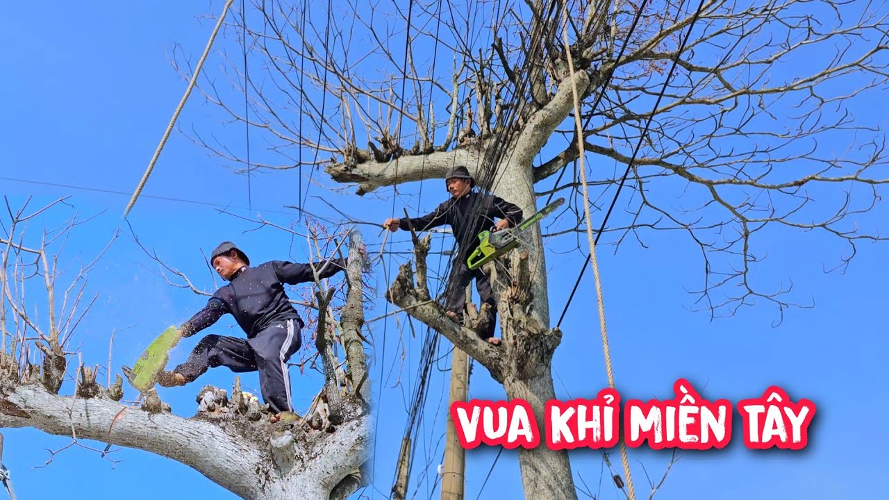 Hồi hộp !!! Vua Khỉ cưa hạ cây Bàng Ch.ết ngay cạnh QL1A.