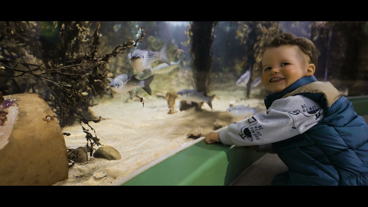MacDuff Aquarium - Case Study