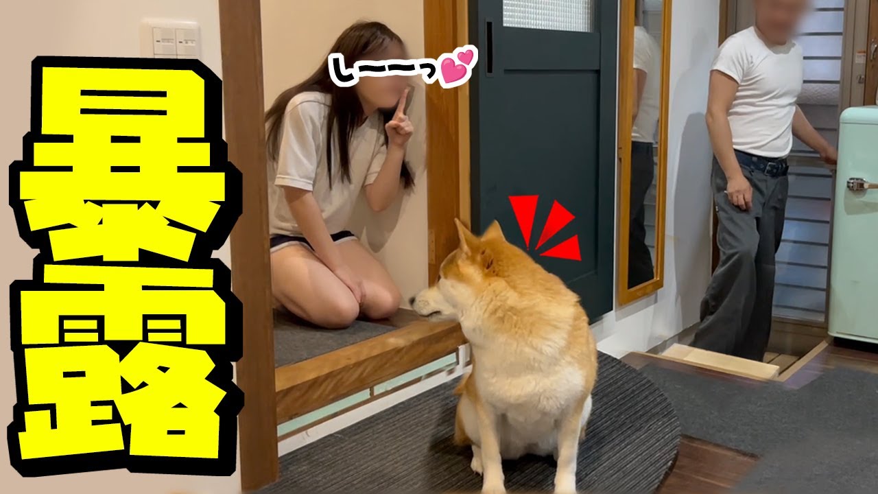 隠れて驚かそうとする娘をバラそうとする柴犬がおもしろ可愛い
