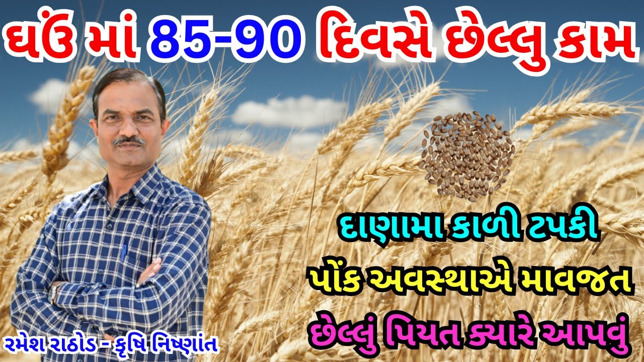 ઘઉં માં ગુણવતા વાળા ઉત્પાદન માટે 85 દિવસે માવજત | પોંક અવસ્થાએ શુ | કાળી ટપકી કેમ અટકાવવી | Wheat