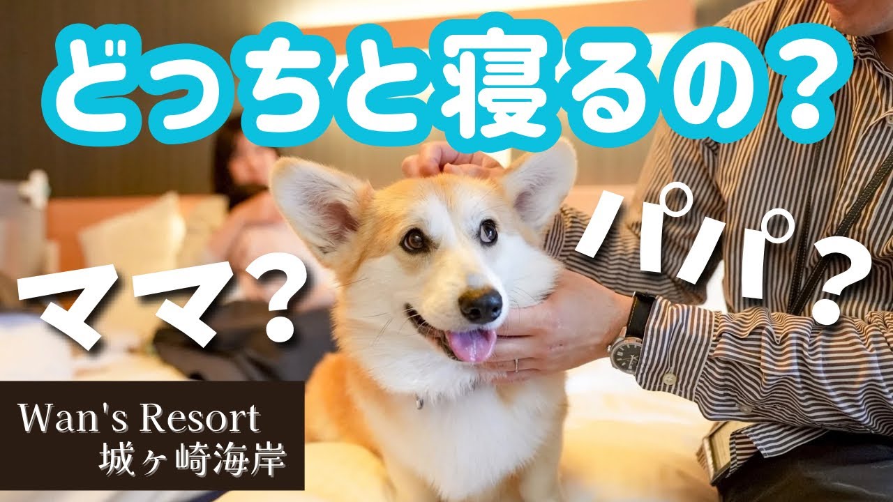 【初お泊り】愛犬がそっと添い寝した相手はまさかの◯◯でした。　ワンズリゾート城ヶ崎海岸 #コーギー犬