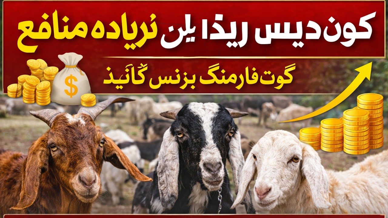 Desi Breed Mein Zyada Munafa 💰 | Goat Farming Ka Asli Raaz Qasirabbas8066