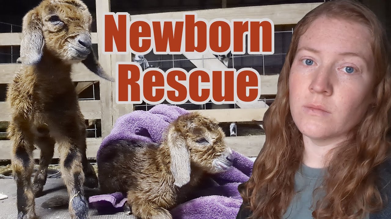 Things went very wrong, very fast | Mini Nubian Goat Birth