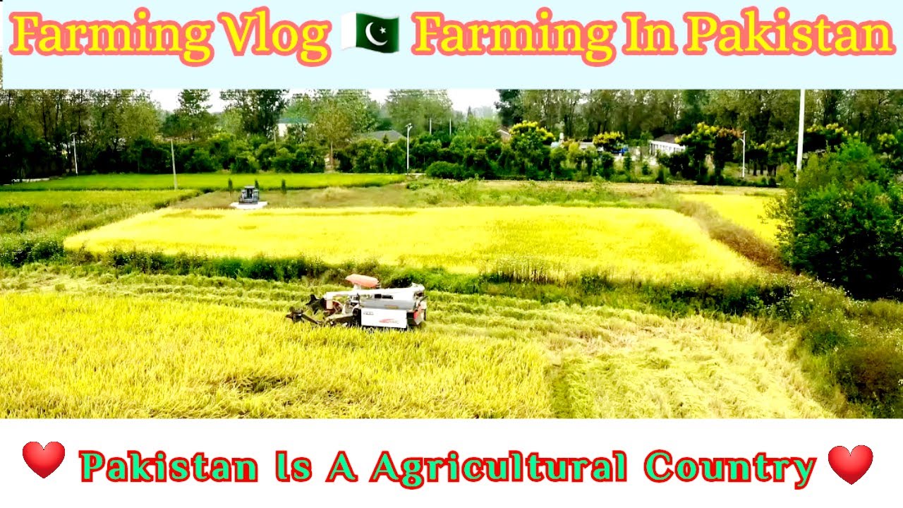 Farming Vlog | Farming In Pakistan | Pakistan Is a Agricultural Country | H Zaidi Vlogs