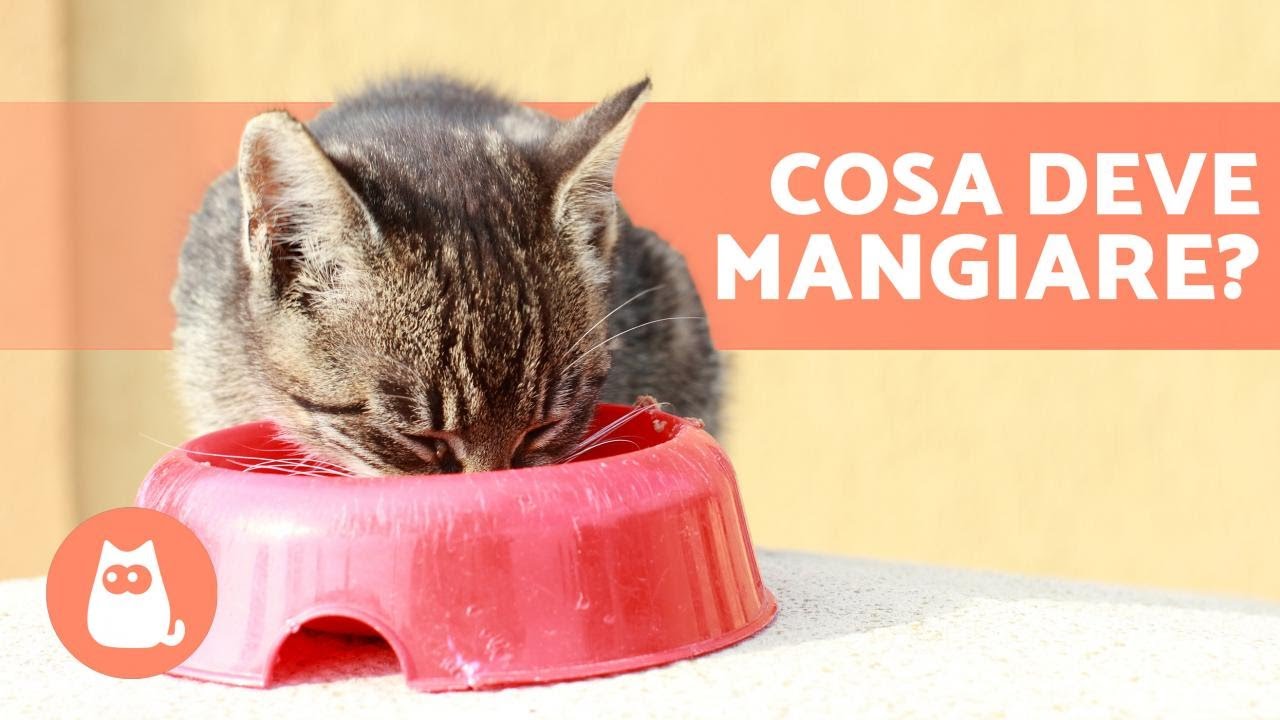 11 AMINOACIDI ESSENZIALI per il tuo GATTO 🐱 Evita le Carenze Nutrizionali!