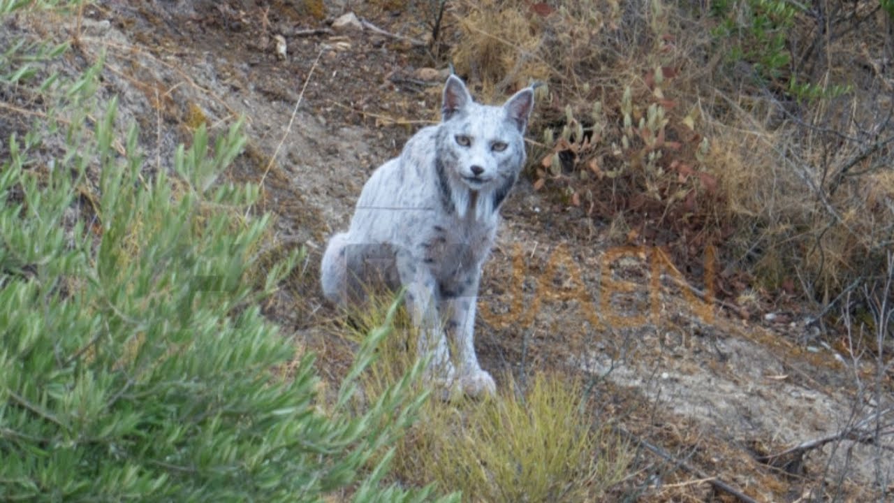 un joven fotógrafo jiennense capta el primer lince ibérico leucístico registrado en la península