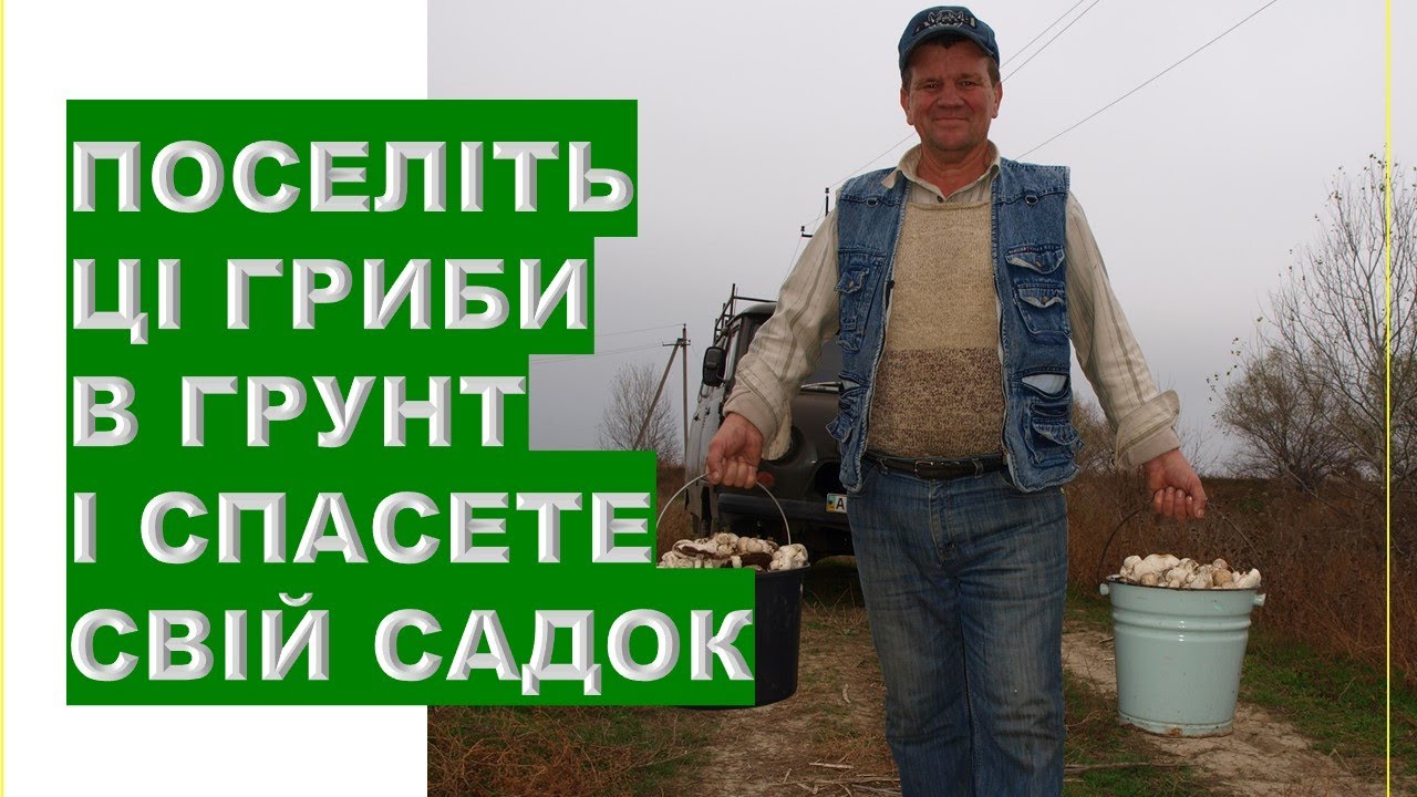 Мікориза в ґрунті - здорова земля та багатий урожай
