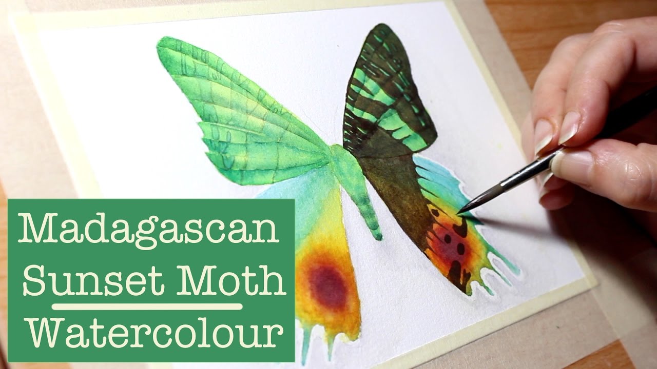 Madagascan Sunset Moth in Watercolour | Naelba Fine Art