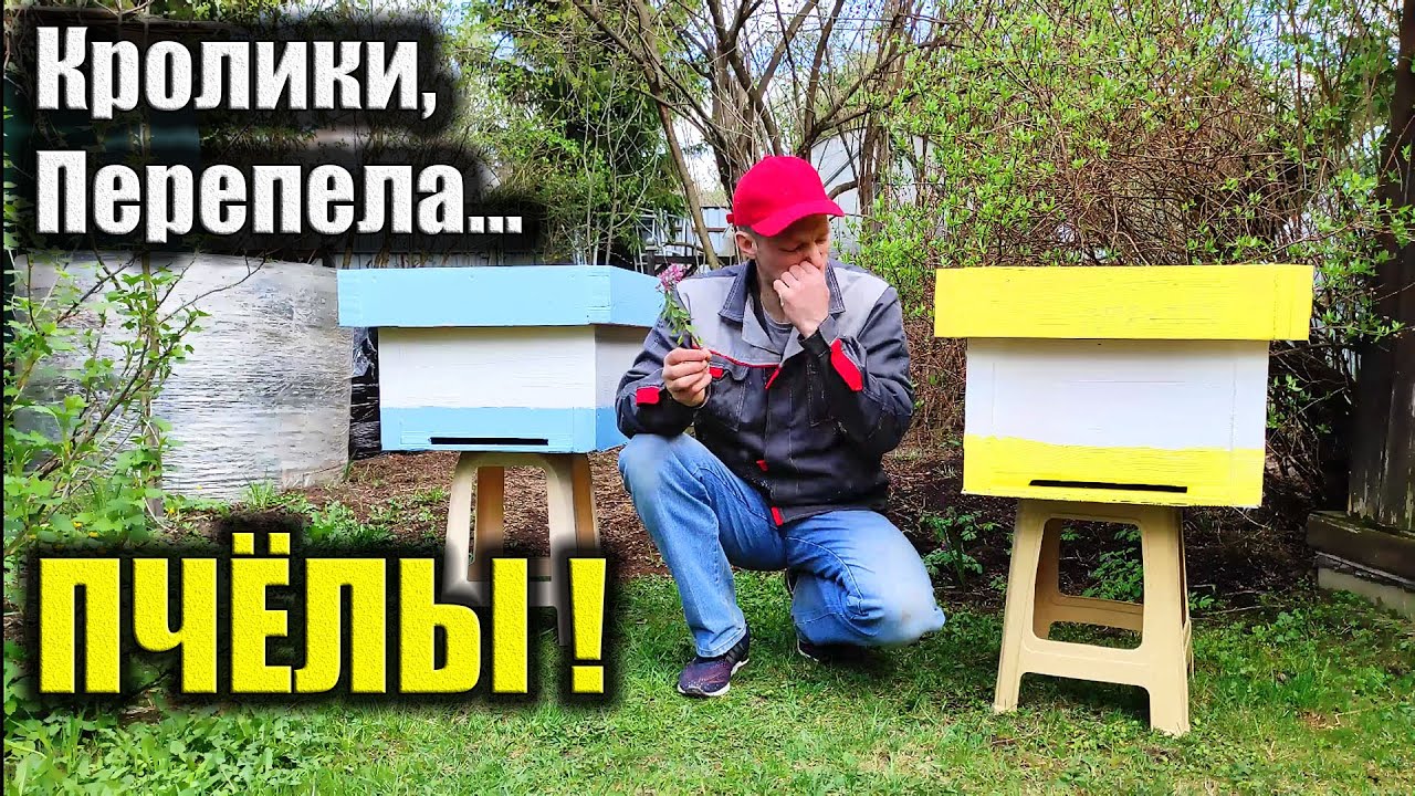 Пчёлы. Ульи из ПЕНОПЛЭКСА. С чего начать пчеловодство