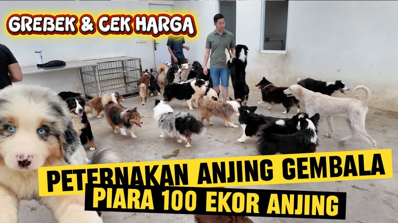 Grebek 100 Ekor Anjing Di Peternakan Anjing Gembala - The Castle Kennel