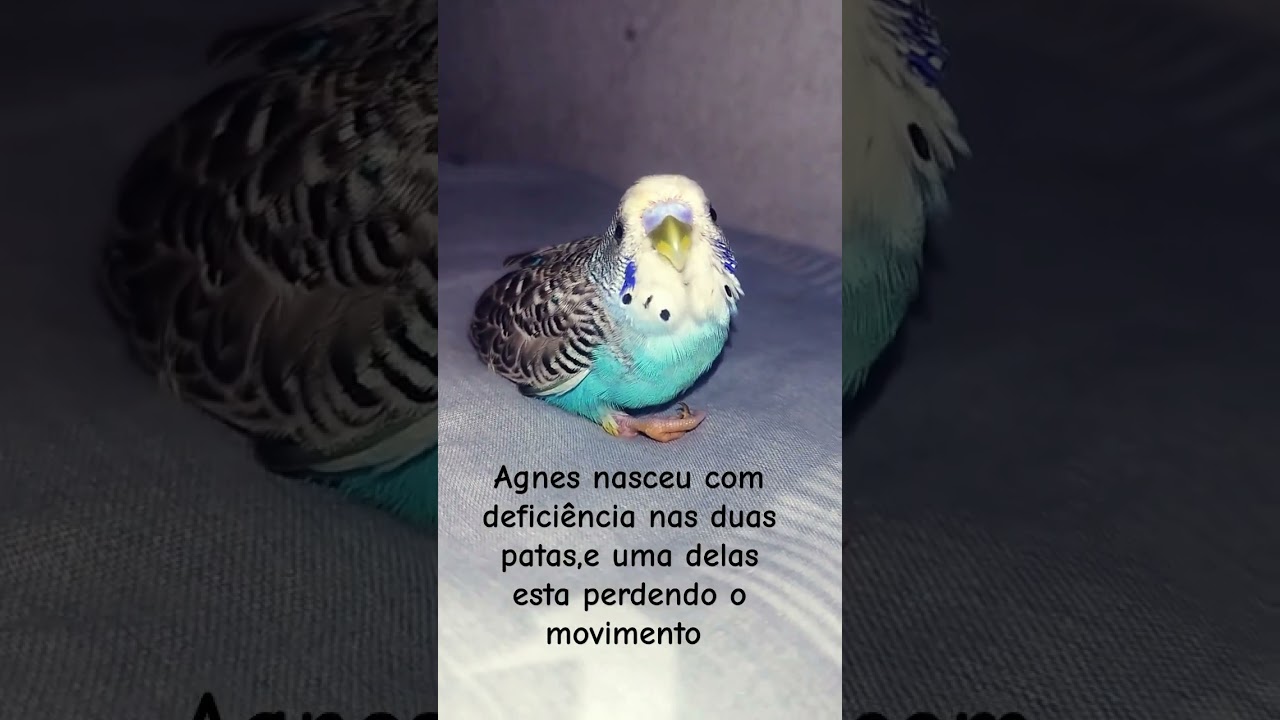 #short #periquitosaustralianos #avesdobrasil #periquitos