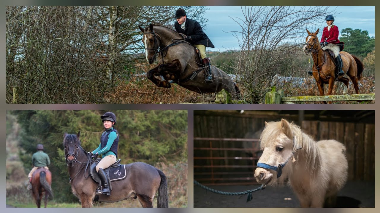 My intro to  horses 🐎 
