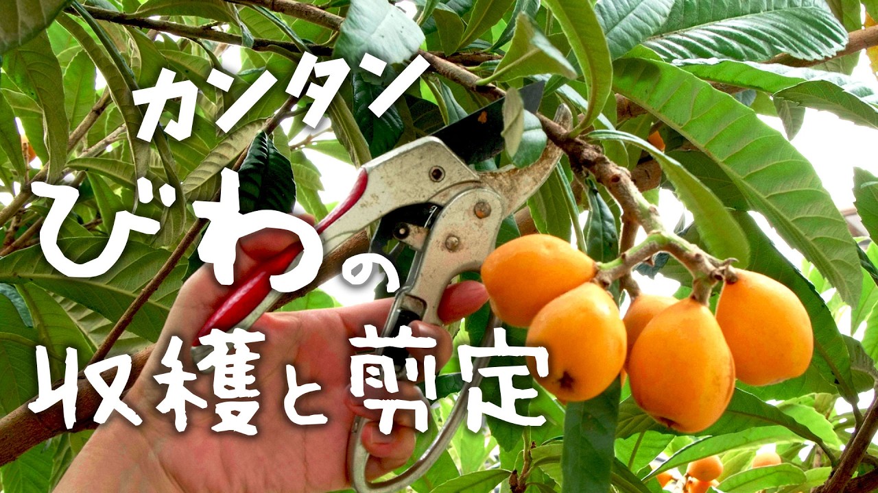 びわの剪定は収穫と同時に！カンタンです。【びわ大豊作2025】