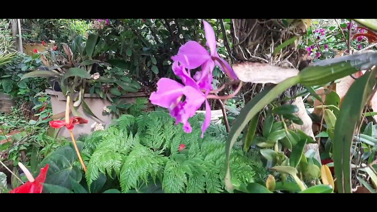 AFLORADA DOS LITROS DO VENTO 