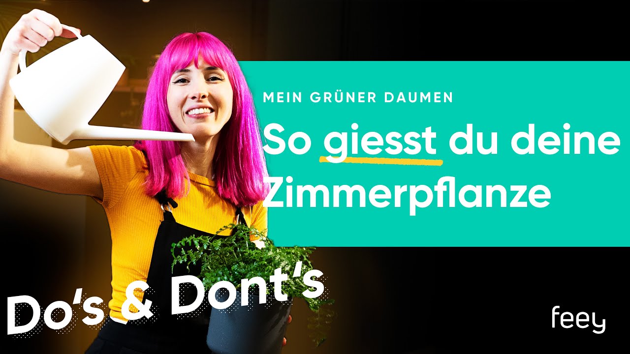 Zimmerpflanzen richtig gie&szlig;en: 🪴🚿  so geht&rsquo;s | feey