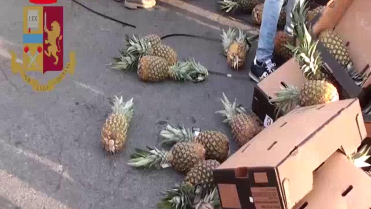 Milano, traffico di droga dal Costa Rica: la cocaina viaggiava fra gli ananas